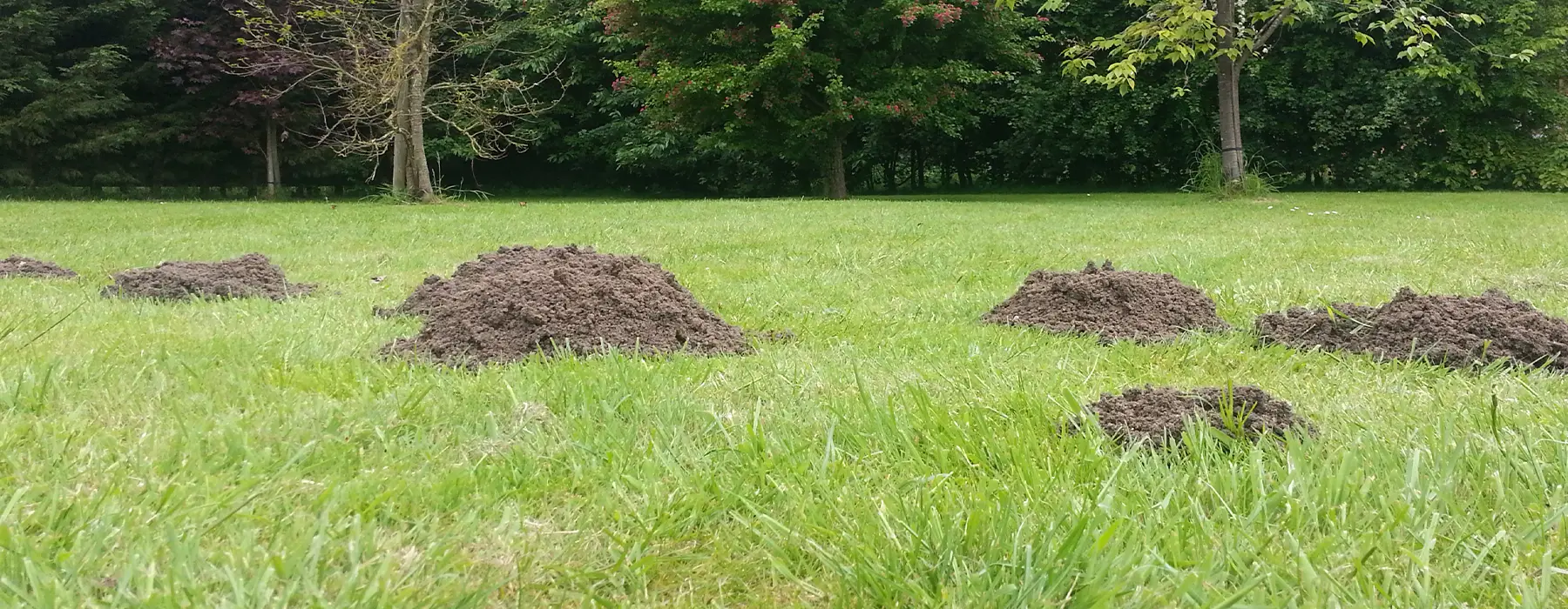 A lawn covered in fresh molehills from mole activity