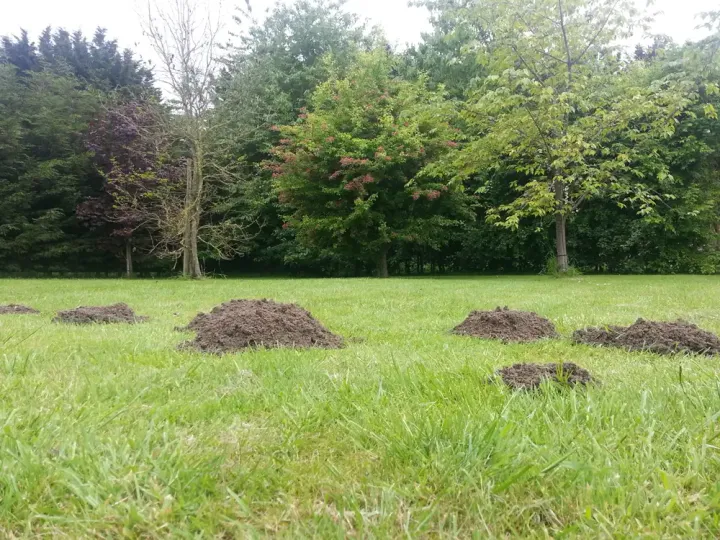 Fresh molehills across a grass paddock in Norfolk