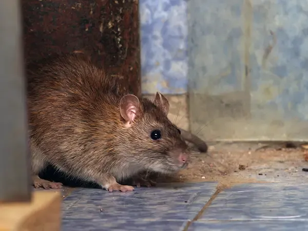 Hole gnawed by rats through the timber cladding of a farm building