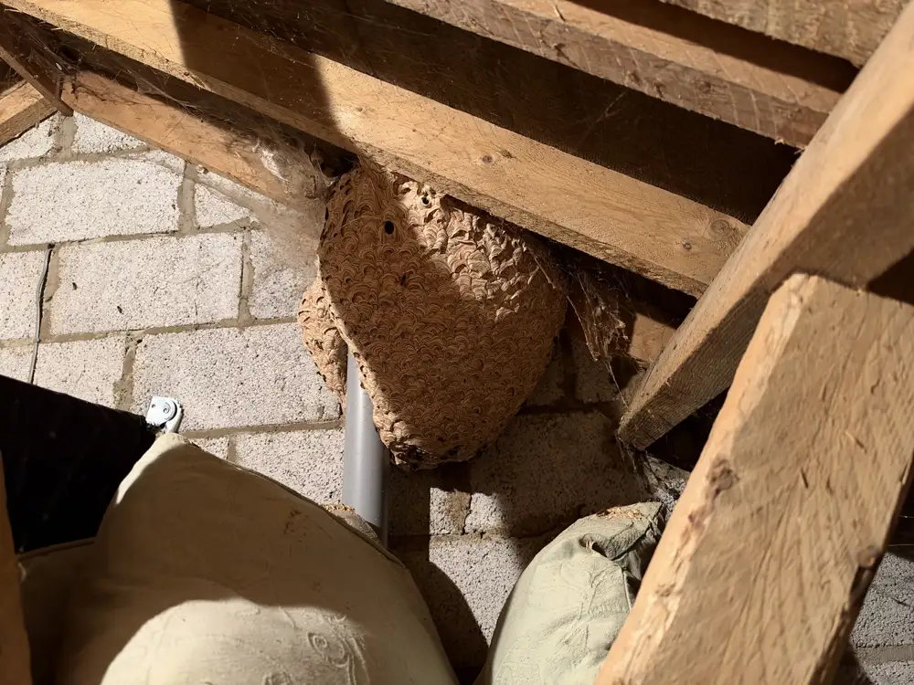 Wasp nest hanging from the rafters in a loft space